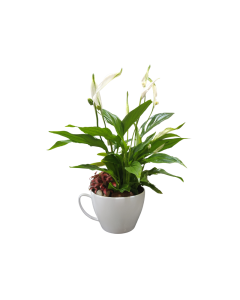 Plant arrangements