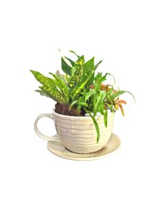 HOF White Cup Planter - Plant Arrangement Mix