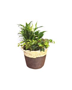 HOF Basket with Mix Plant Arrangement - Brown
