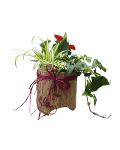 Wooden Plant Arrangement