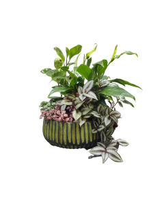 Assorted Plant Arrangement