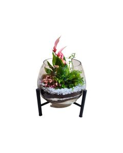 Assorted Plant arrangements