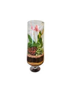 Assorted Plant arrangements