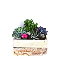 HOF Wooden Rectangular Planter with Mix Plant Arrangement
