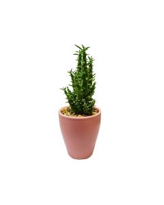 Assorted Plant Arrangements