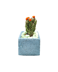 Cactus Plant Arrangement