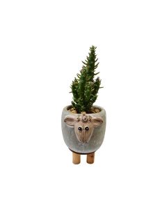 Assorted Plant arrangements