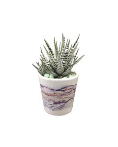Succulent Plant Arrangement