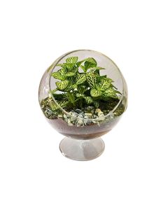 Assorted Plant arrangements