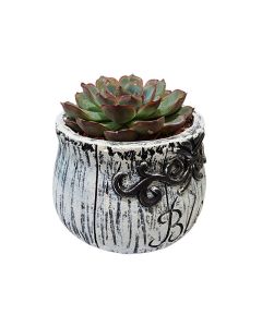 Assorted Plant arrangements