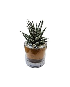 Assorted Plant arrangements