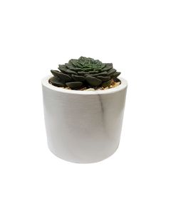 Assorted Plant arrangements