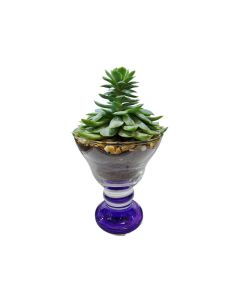 Assorted Plant arrangements
