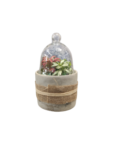 Mini Terrarium Plant Arrangement
