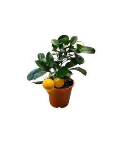 Citrus Calamondin - Indoor