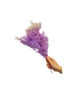 HOF Dry flower Mix