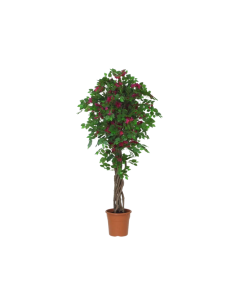 VV Art  Bougainvilla mediterraneo