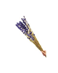 HX Bunch Delphinium Dark Blue