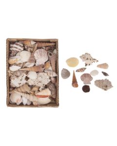 DK Shell Mix Large Box