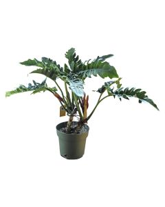 Philodendron Narrow Escape