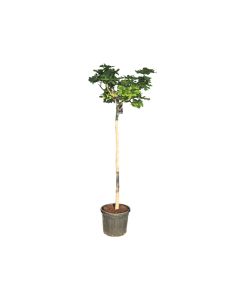 Ficus Carica-Fig Tree