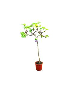 Ficus Carica-Fig Tree