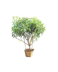 Mangifera Indica- Mango