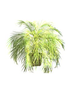 Phoenix Roebelenii- Date Palm
