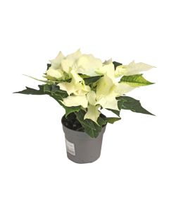 Poinsettia Mix - White