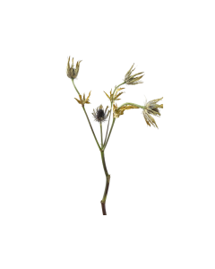 Eryngium