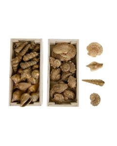 DK Shell Mix in Box Assorted