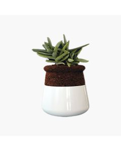 Indi Wood Tops Soma Pot