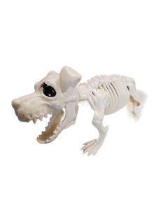 Chamdol Seleton Corgi Dog
