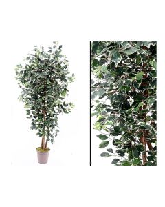 Artificial ficus elegance