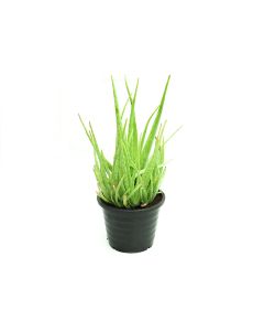 Aloe Vera - Outdoor