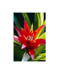 Bromelia