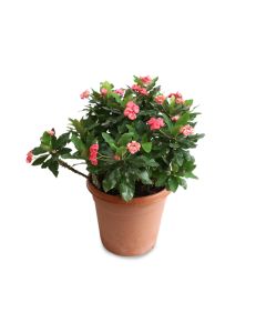 Euphorbia mix