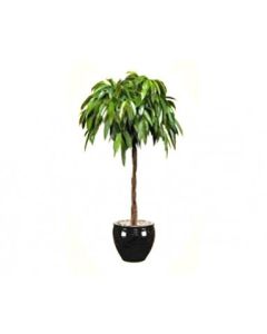 Ficus Benjamina Amstel King