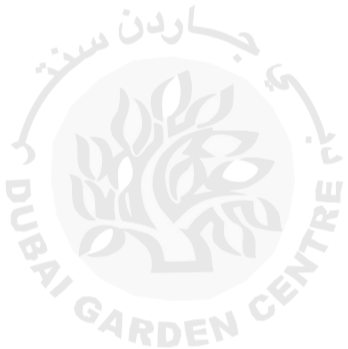 Zamioculcas Zamiifolia- ZZ Palnt