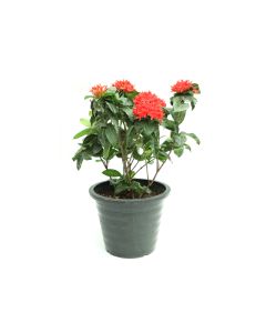 Ixora Coccinea- Red- (Short)