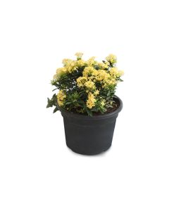 Ixora Coccinea Yellow - Short
