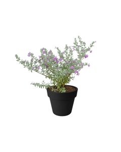 Leucophyllum Frutescens