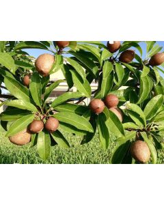 Manilkara zapote (Chico)