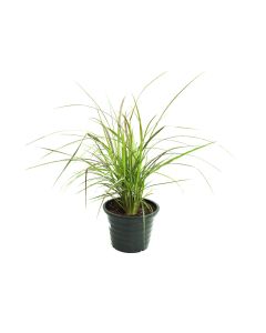 Pennisetum Rubrum