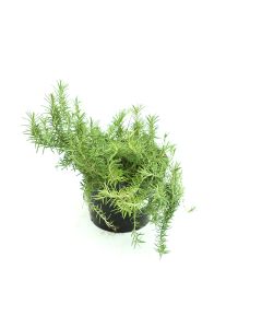 Rosemary - Medium Pot