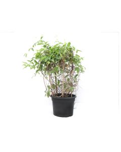 Tristelateia Outdoor Plant