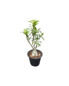 Adenium Obesum - Desert Rose