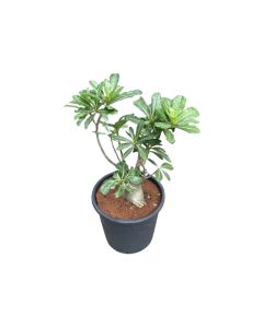 Adenium Obesum - Desert Rose