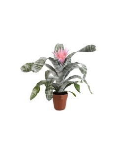 Aechmea Fasciata Primera Indoor