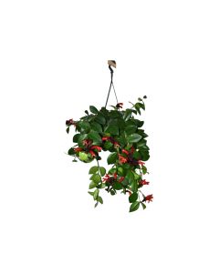 Aeschynanthus Monalisa 'Lipstick Plant'